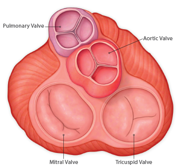 What Heart Valves Do